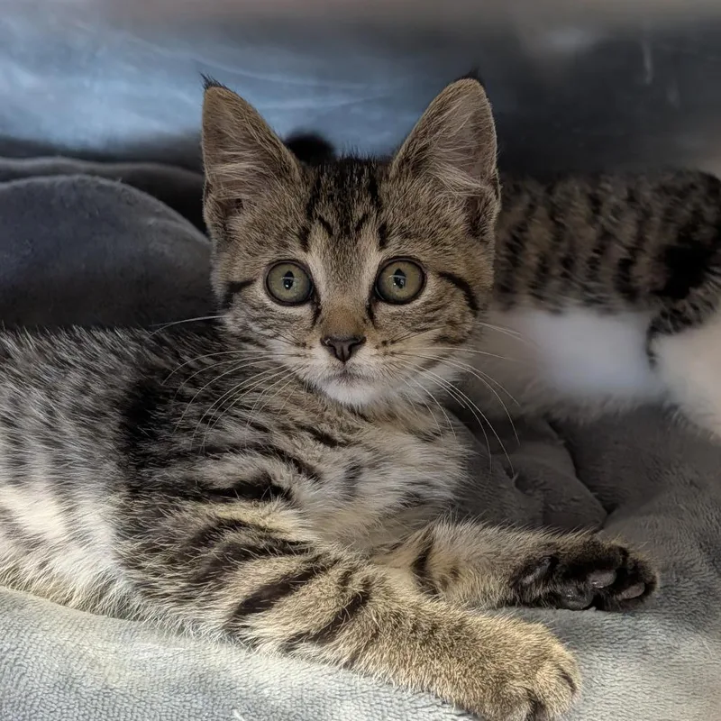 A baby medium-sized male Tabby (Brown / Chocolate) Domestic Short Hair cat named Packing Peanut for adoption in Cape Girardeau, MO