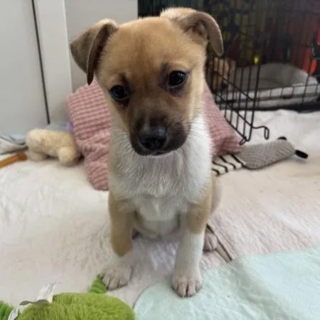 Rockruff thumbnail 2