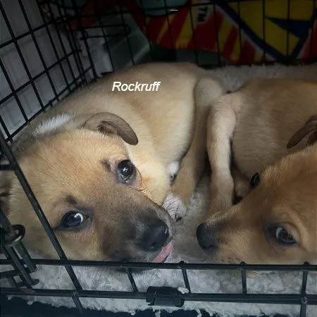 Rockruff thumbnail 3