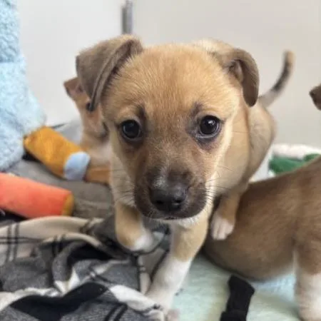 Rockruff thumbnail 4