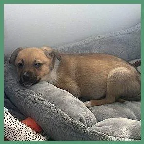 Rockruff thumbnail 5