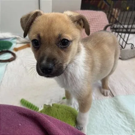 Rockruff thumbnail 6