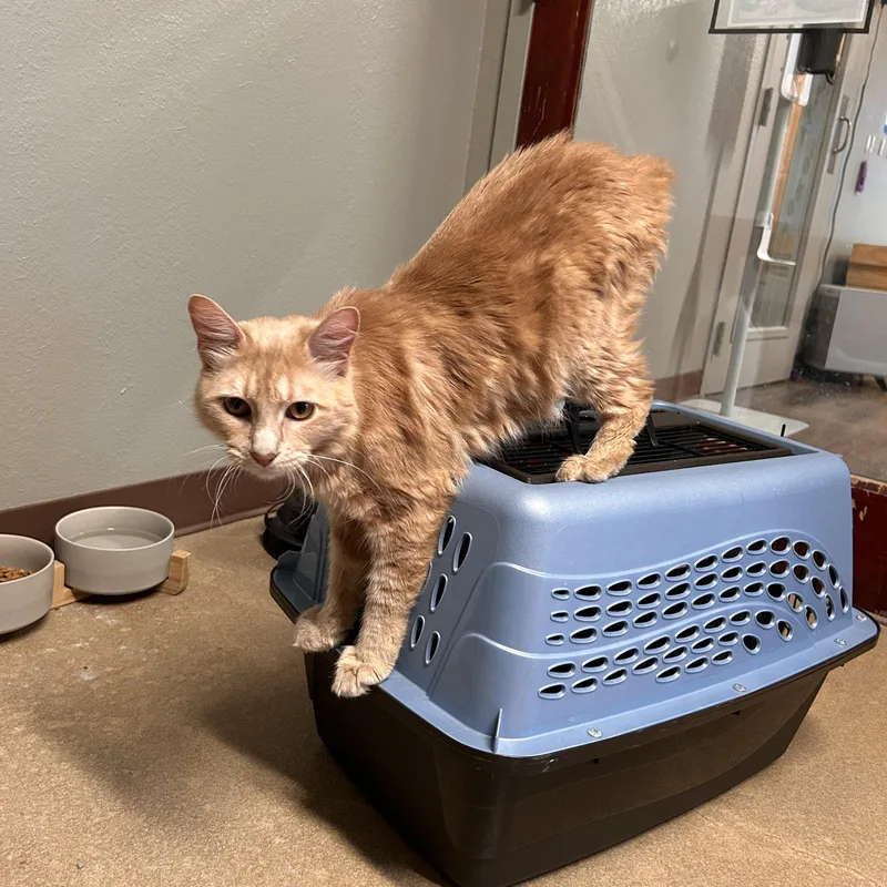 A young large-sized male Tabby (Orange / Red) Domestic Medium Hair cat named Raj for adoption in The Colony, TX