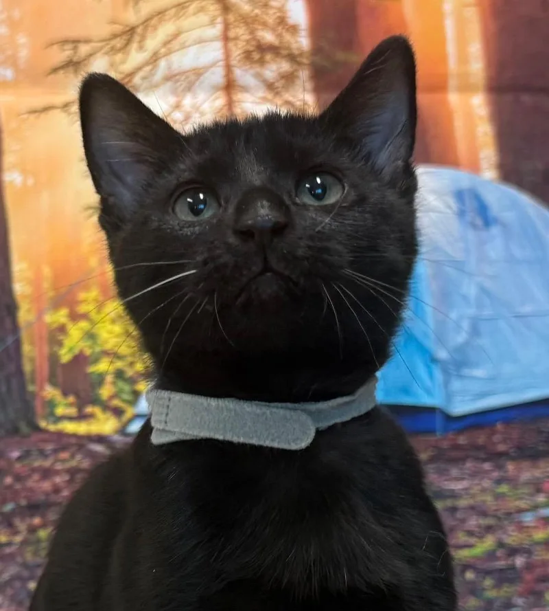 A baby medium-sized female Black Domestic Short Hair cat named Shirley for adoption in Amery, WI
