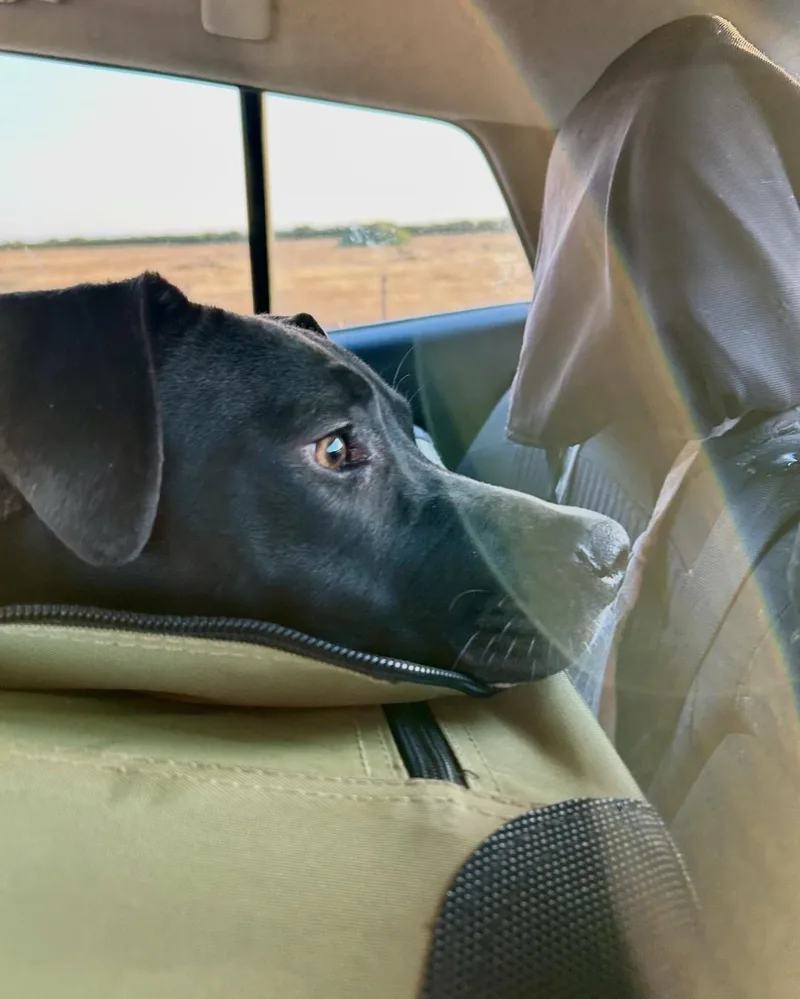 A baby medium-sized female Black Labrador Retriever dog named Milkshake for adoption in Carlsbad, CA