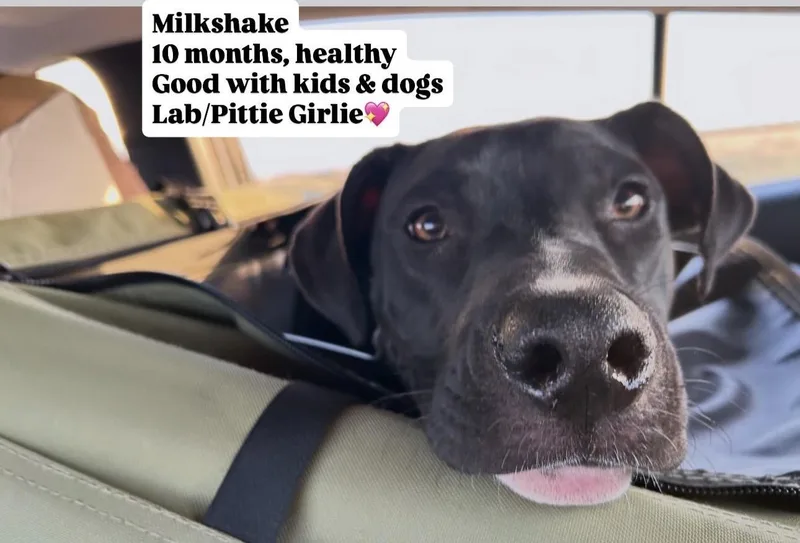 Milkshake thumbnail 2