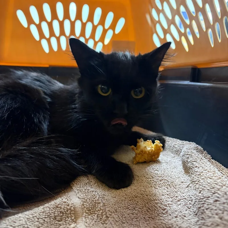 A baby small-sized female Black Domestic Short Hair cat named Desdemona for adoption in Newark, NJ