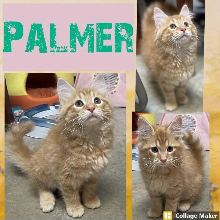 Palmer