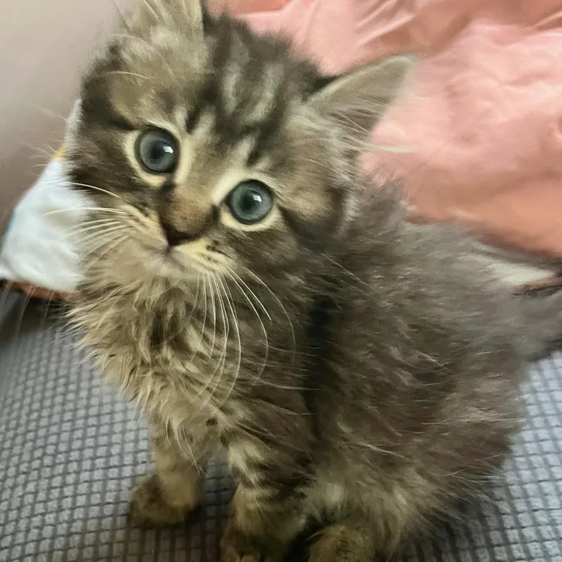 A baby medium-sized male Tabby (Brown / Chocolate) Maine Coon cat named Ferb WHAT A CUDDLER for adoption in Bethel, CT