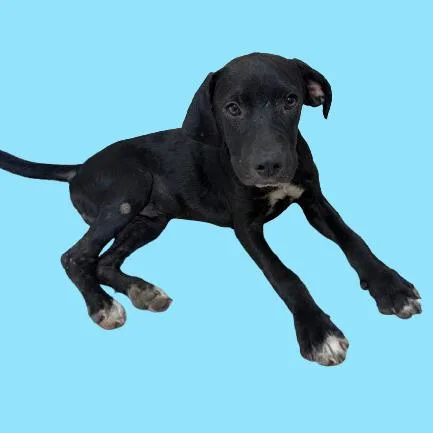 A young medium-sized male Black Labrador Retriever dog named Coal for adoption in Tuscaloosa, AL