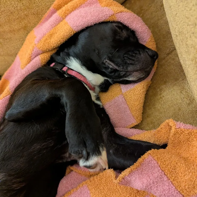 Daisy Long Legs thumbnail 3