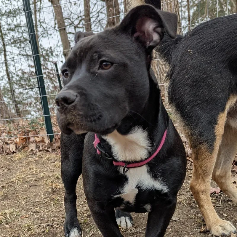 Daisy Long Legs thumbnail 4