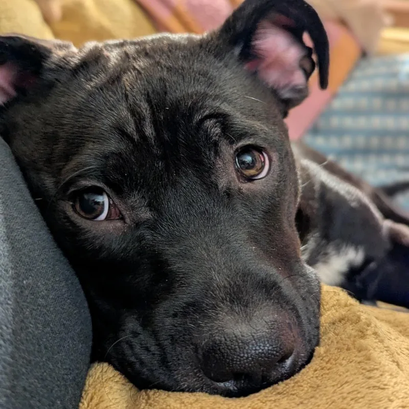 Daisy Long Legs thumbnail 5