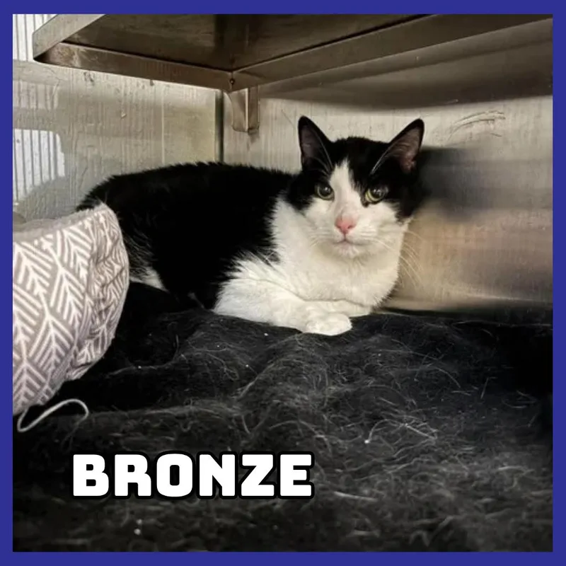 A senior extra large-sized male Domestic Short Hair cat named Bronze for adoption in Glenwood, MN