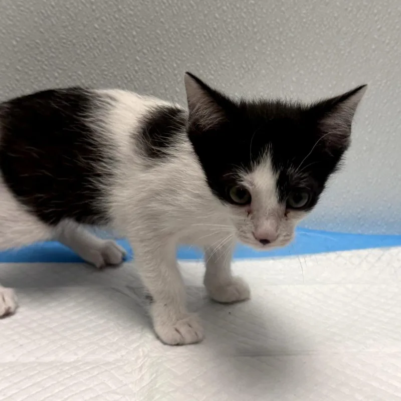 A baby small-sized female White Domestic Short Hair cat named Goya for adoption in Redwood City, CA