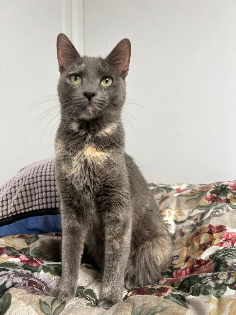 An adult small-sized female Domestic Short Hair cat named Alexa for adoption in Corpus Christi, TX