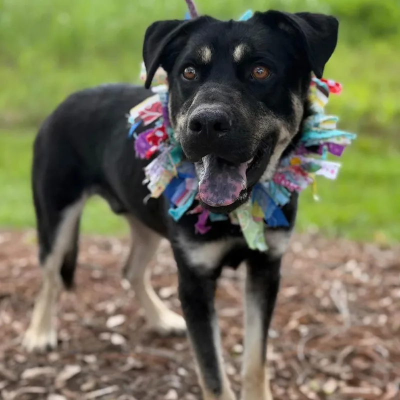 An adult medium-sized male Rottweiler dog named Owen for adoption in New Orleans, LA