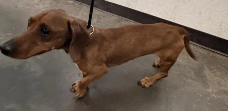 An adult medium-sized male Dachshund dog named Franklin for adoption in Chatsworth, CA