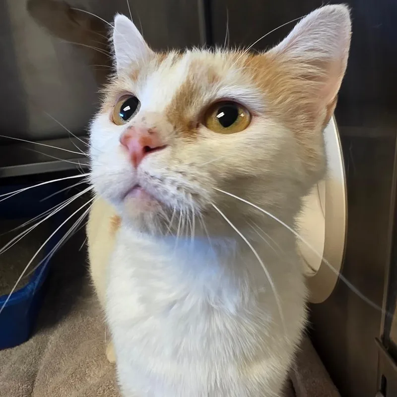 An adult medium-sized female White Domestic Short Hair cat named Jada for adoption in Bristol, IN