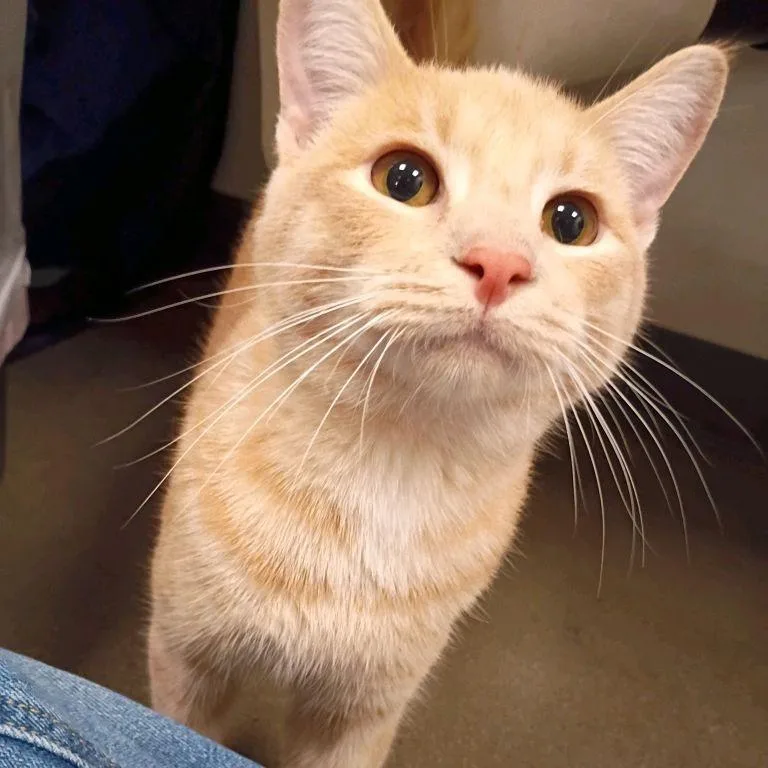 An adult small-sized male Orange / Red Domestic Short Hair cat named Skittles for adoption in Hemet, CA