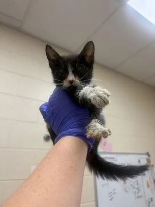 A baby small-sized female Domestic Short Hair cat named Bliss for adoption in Westland, MI
