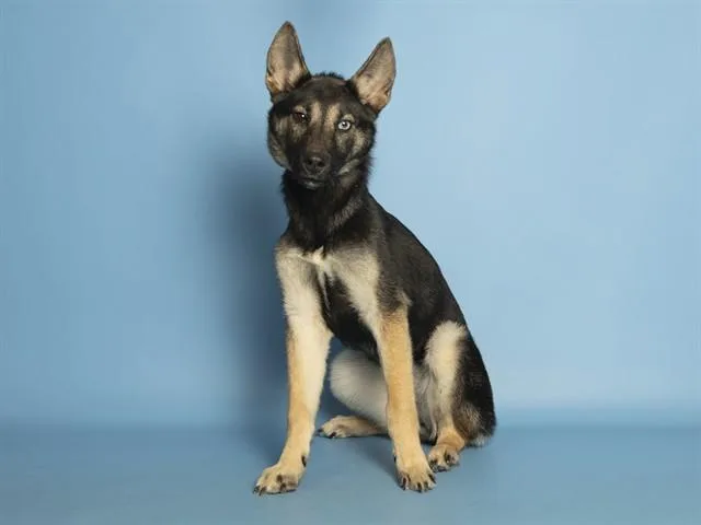 A baby small-sized female German Shepherd Dog dog named Eaglett for adoption in Phoenix, AZ