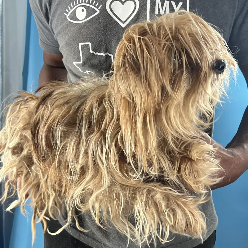 An adult small-sized female Apricot / Beige Yorkshire Terrier dog named Trixie  Local August for adoption in Brookshire, TX