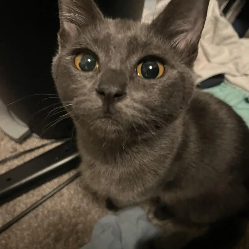 Honeynut thumbnail 2