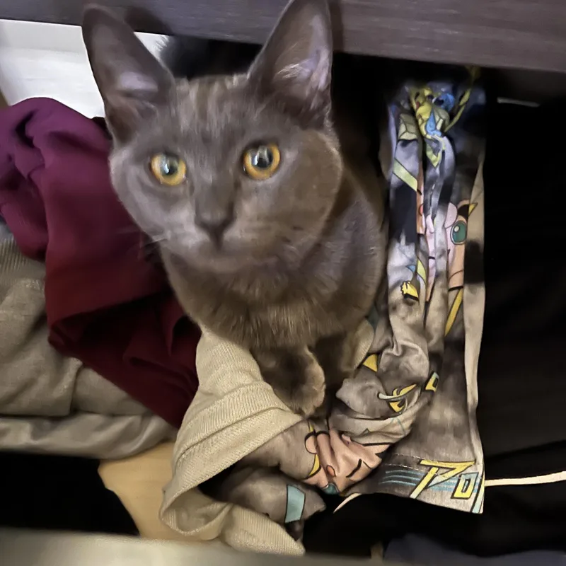 Honeynut thumbnail 3