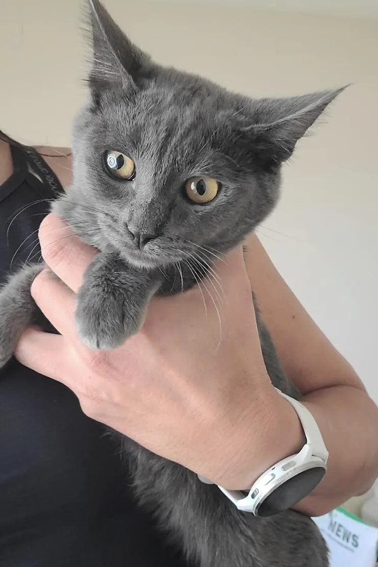 Honeynut thumbnail 4