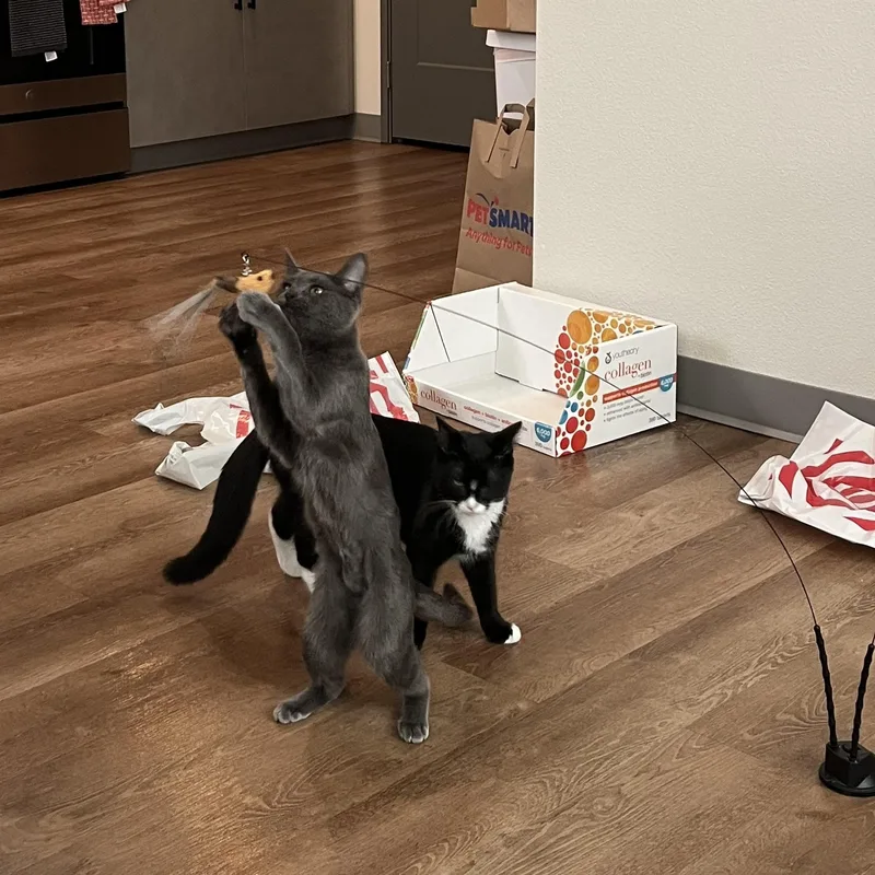 Honeynut thumbnail 5