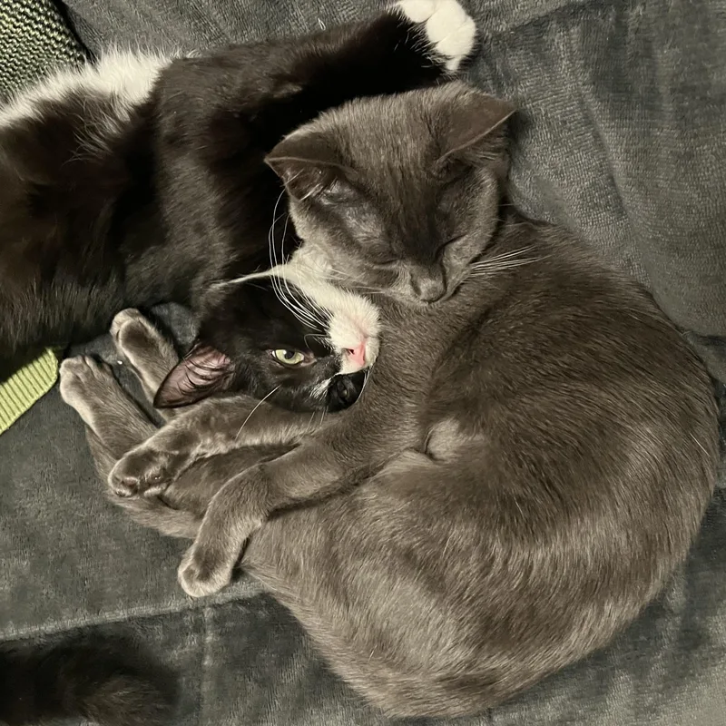 Honeynut thumbnail 6