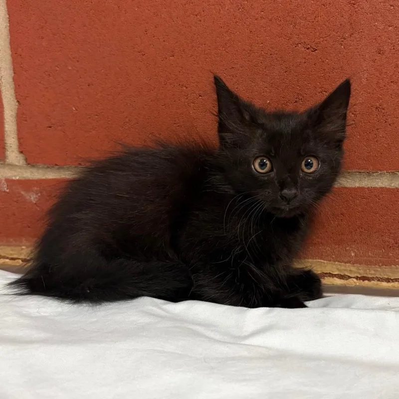 A baby small-sized male Black Domestic Short Hair cat named Whiskers for adoption in Cabot, AR