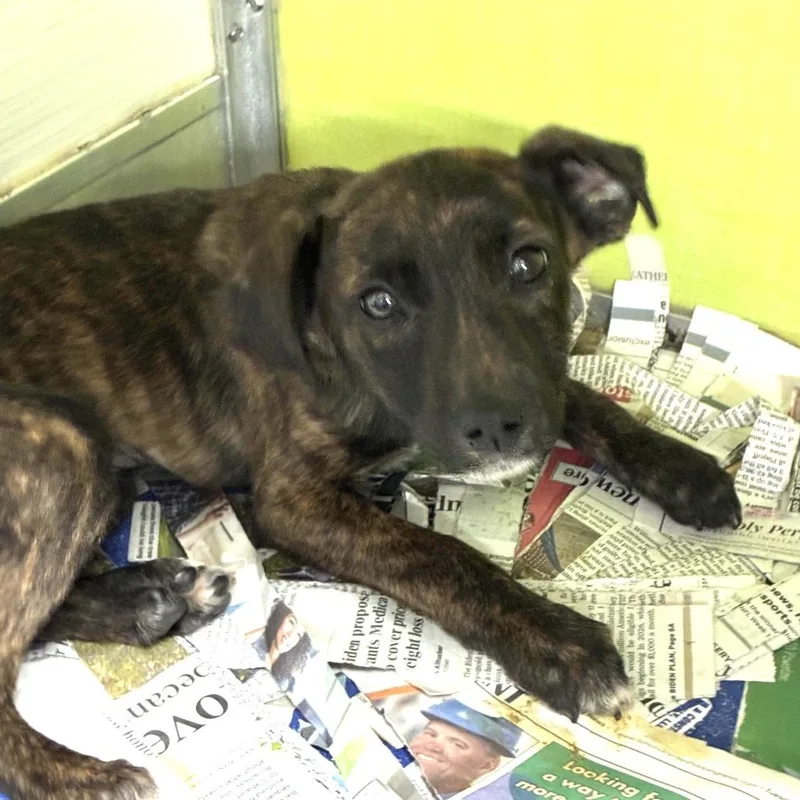 A baby small-sized female Brindle Catahoula Leopard Dog dog named Zinc for adoption in South Elgin, IL