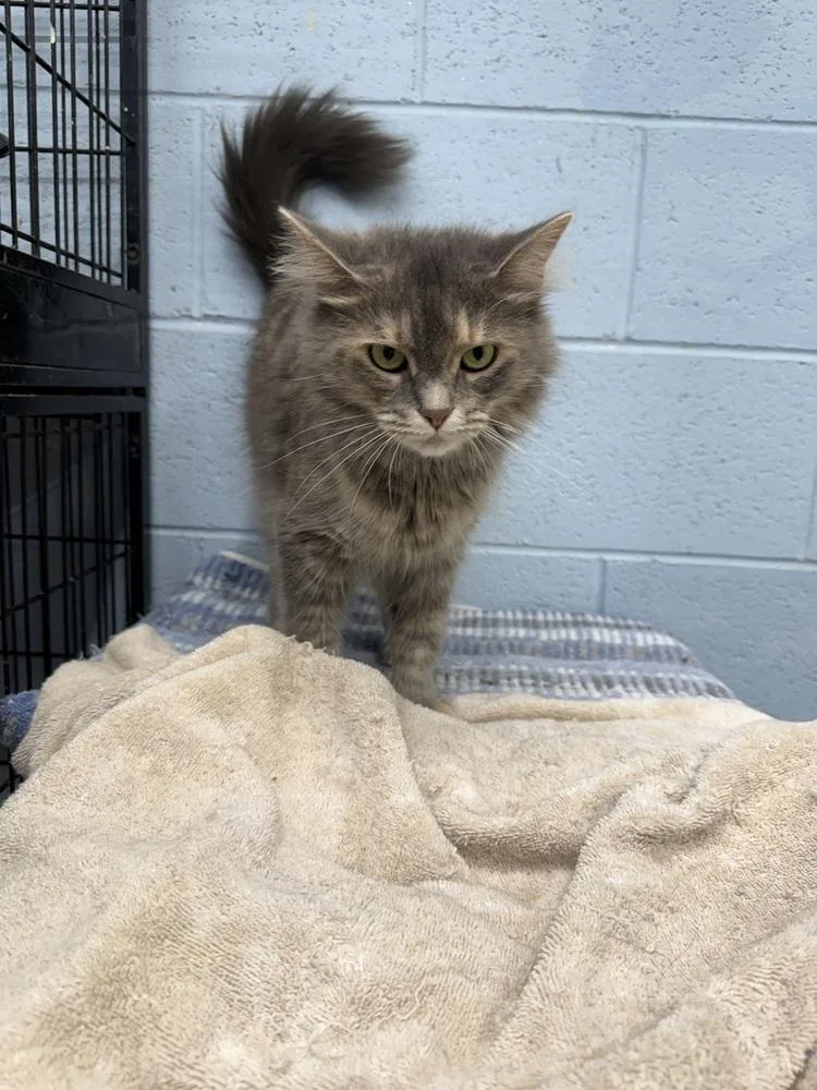 An adult medium-sized female Gray / Blue / Silver Domestic Long Hair cat named Tizzy for adoption in West Mifflin, PA