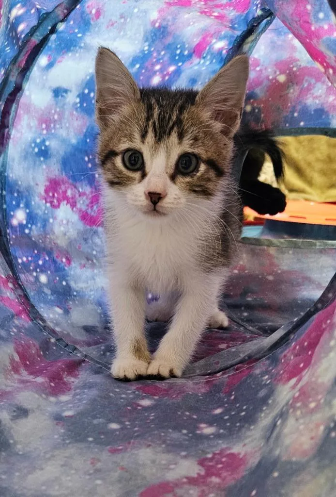 A baby small-sized female Domestic Short Hair cat named Dove for adoption in Sherwood, AR