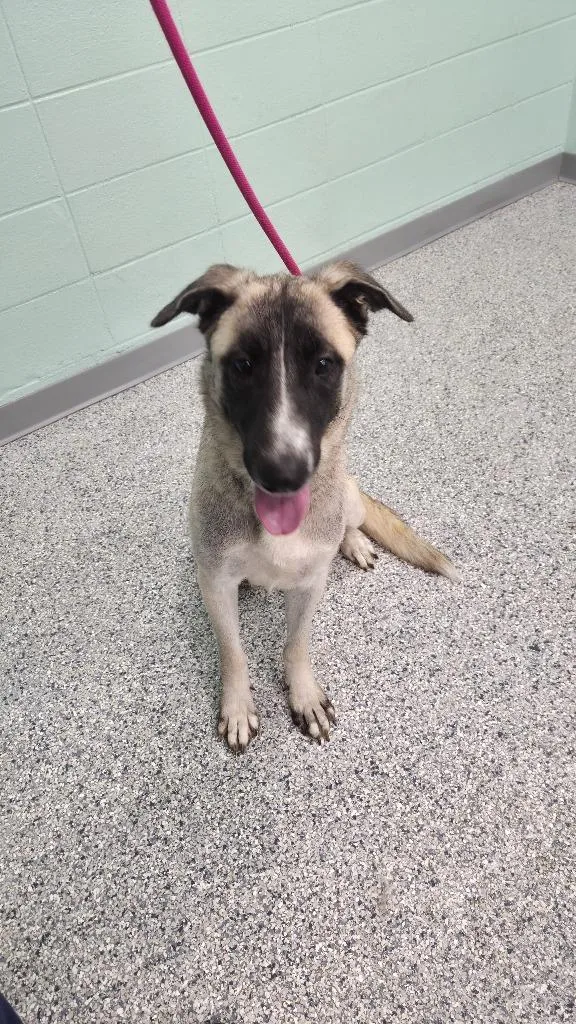 A young large-sized female Terrier dog named Winnie for adoption in Athens, TN