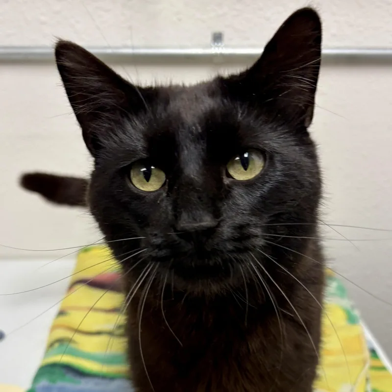 An adult medium-sized male Black Domestic Short Hair cat named Chester for adoption in Charles City, IA
