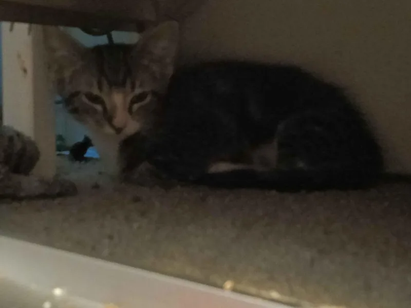 A baby medium-sized male Domestic Short Hair cat named Pip for adoption in Parkville, MD