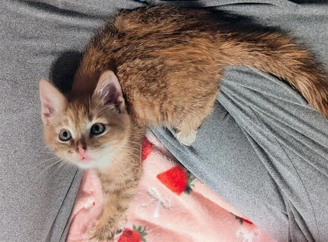 A baby small-sized female Domestic Short Hair cat named Diana for adoption in Tustin, CA