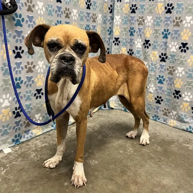 An adult medium-sized female Boxer dog named Dolly for adoption in Rosenberg, TX