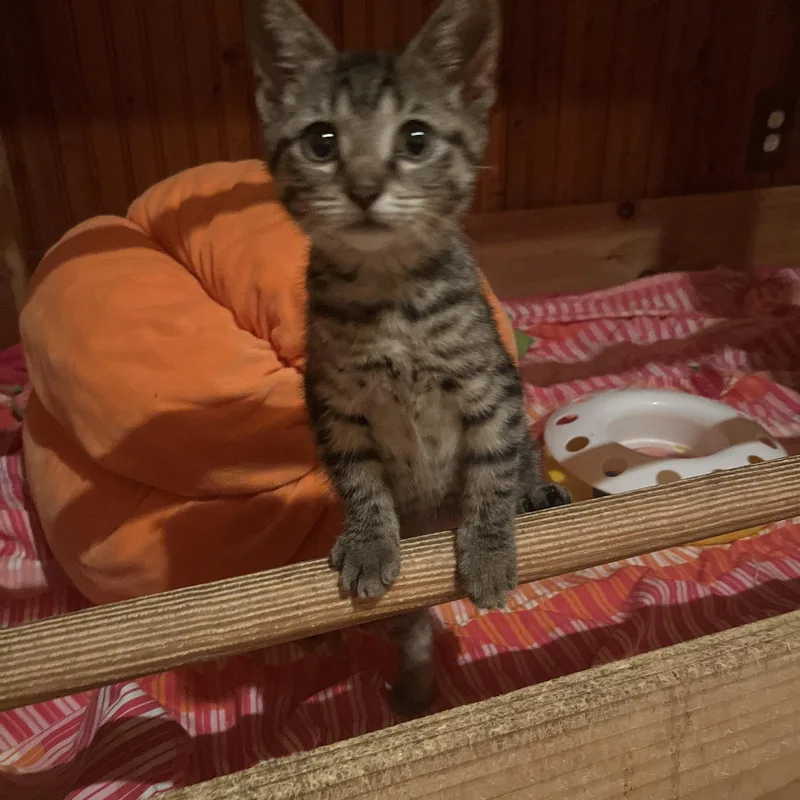 A baby medium-sized female American Shorthair cat named Olivia for adoption in Ashland, OH