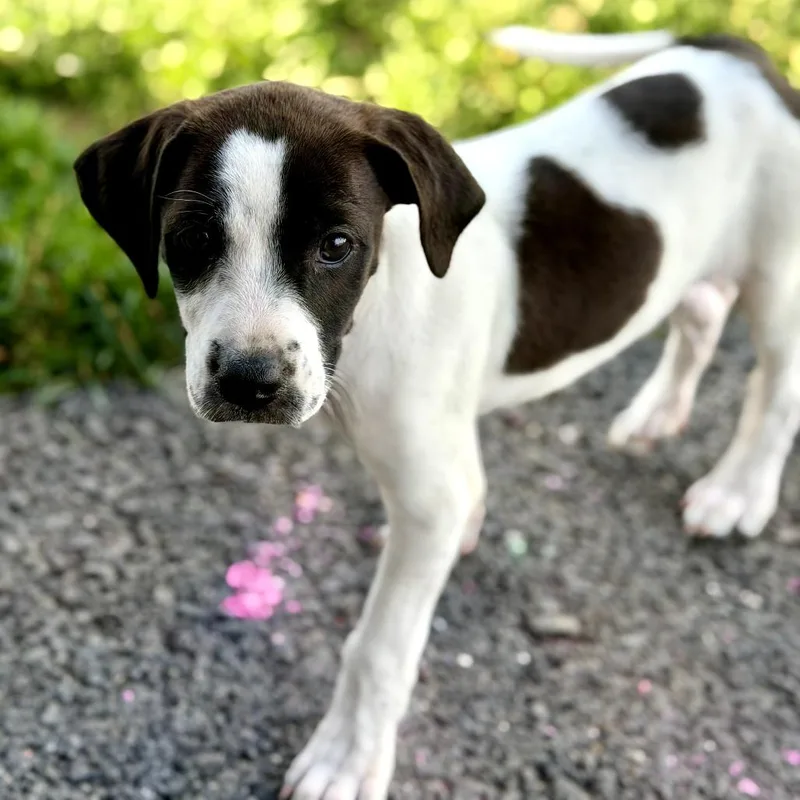 A baby medium-sized male Black Mixed Breed dog named Kylo for adoption in Alexandria, VA