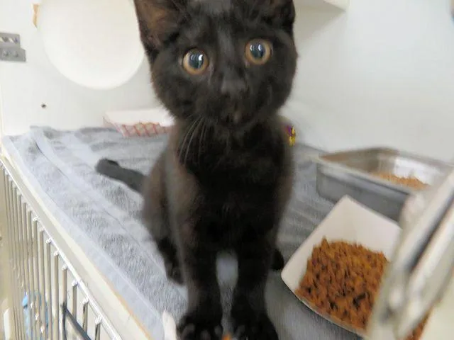 A baby small-sized female Domestic Short Hair cat named A for adoption in Oklahoma City, OK