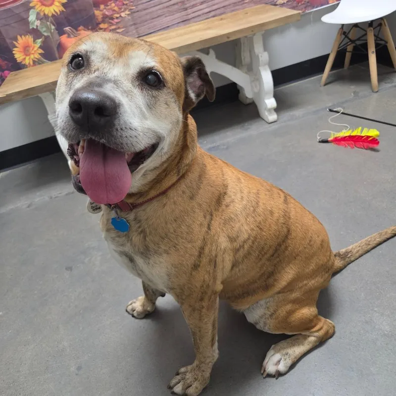 A senior large-sized female Mixed Breed dog named Rosie for adoption in Normal, IL