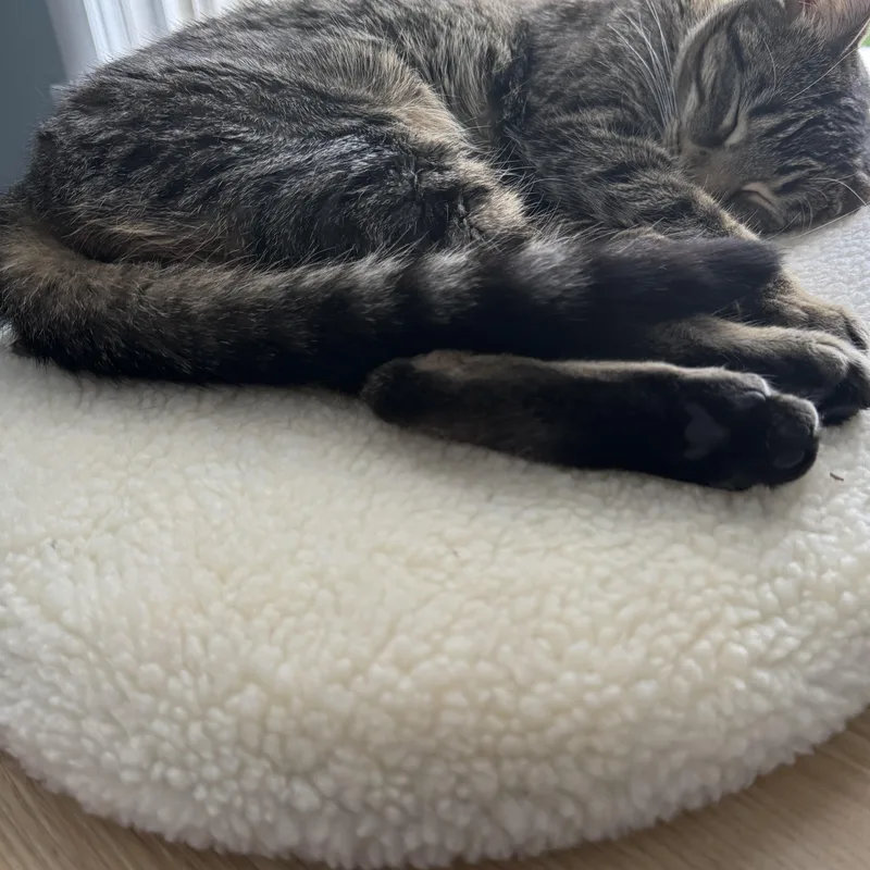 Lil Girl Pep thumbnail 2