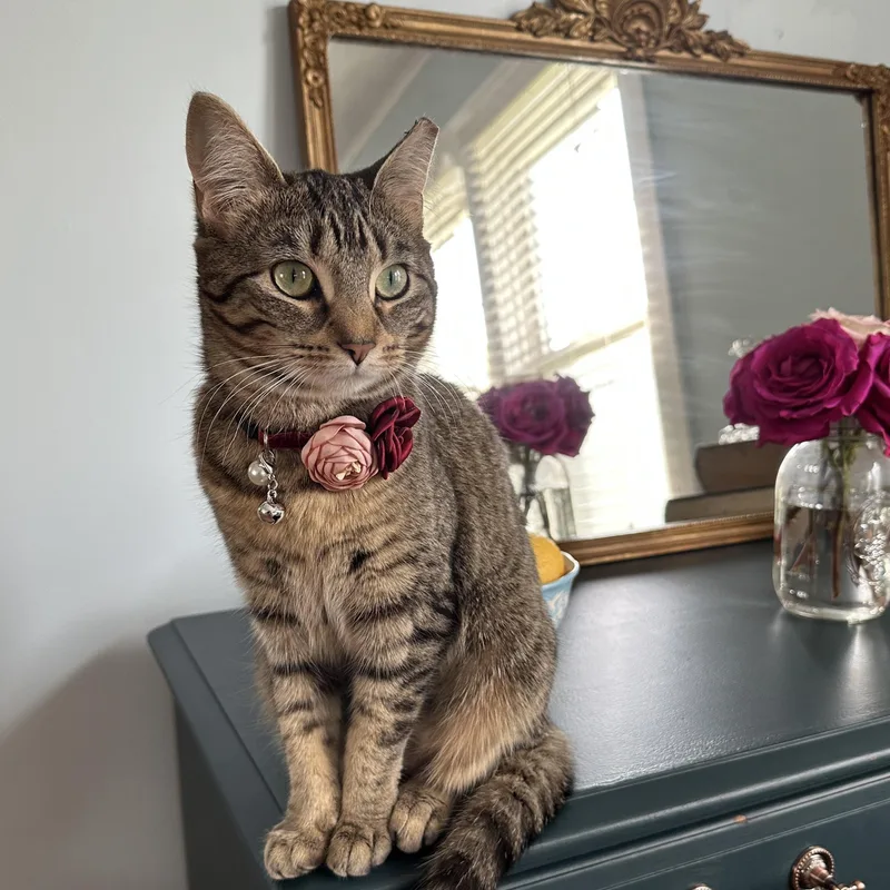 Lil Girl Pep thumbnail 3