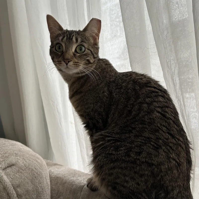 Lil Girl Pep thumbnail 4