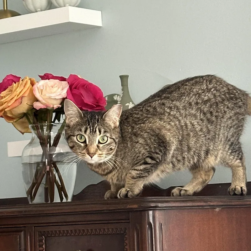 Lil Girl Pep thumbnail 5