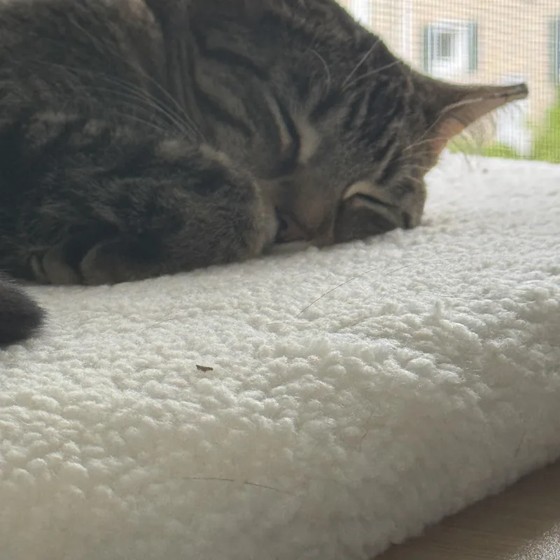 Lil Girl Pep thumbnail 6